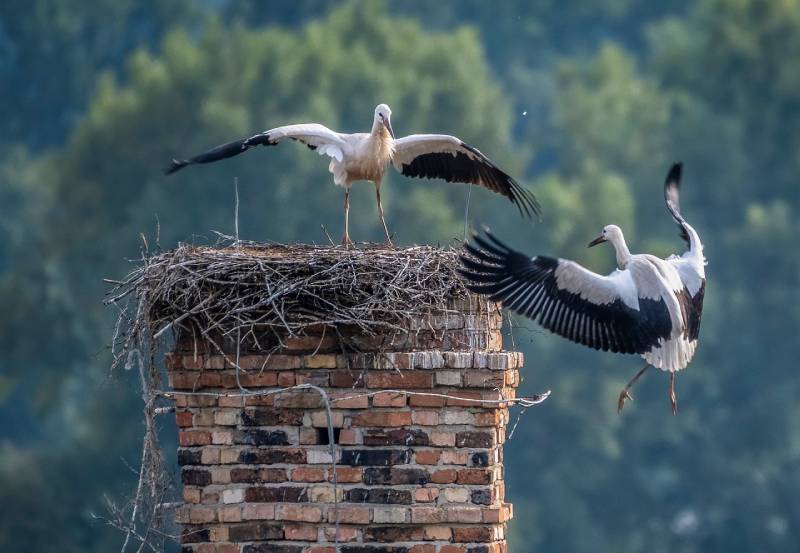 Professional Chimney Animal Removal Services in Porter Ranch, California