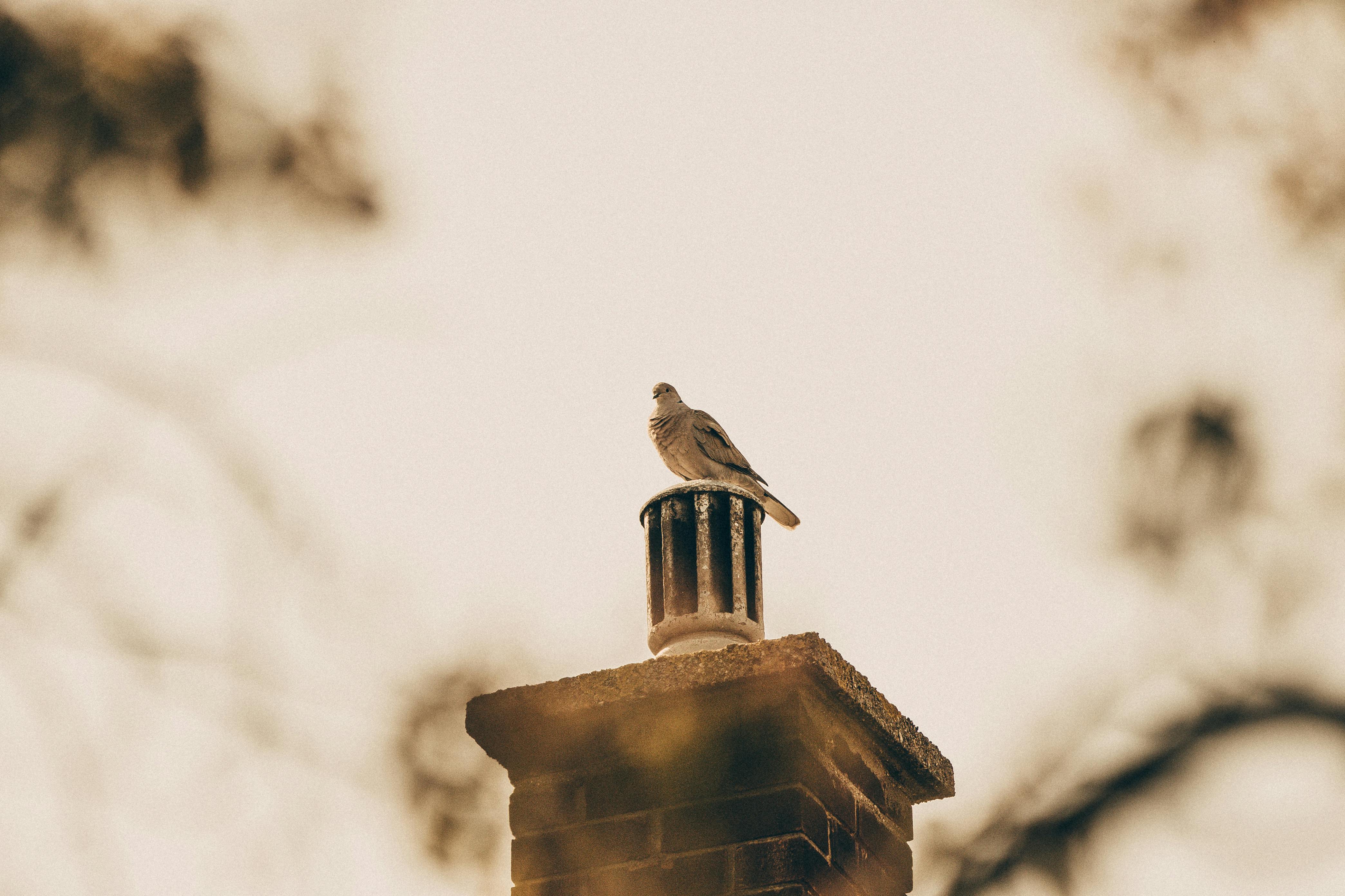 Expert Chimney Cap Installation in Porter Ranch, California